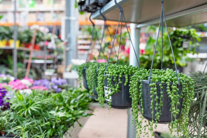 как ухаживать за цветами в подвесных горшках